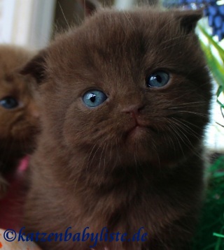 Scottish Fold chocolate
